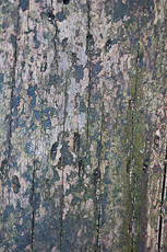 textures/library/2009_forest/S_S_IMG_0002.jpg